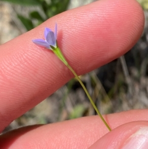 Wahlenbergia multicaulis at Illilanga & Baroona - suppressed