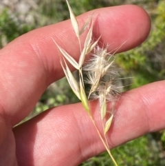 Rytidosperma laeve (Bare-backed Wallaby Grass) at Illilanga & Baroona - 13 Jan 2024 by Tapirlord