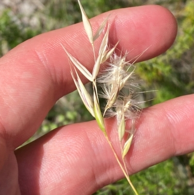 Rytidosperma laeve (Bare-backed Wallaby Grass) at Michelago, NSW - 13 Jan 2024 by Tapirlord