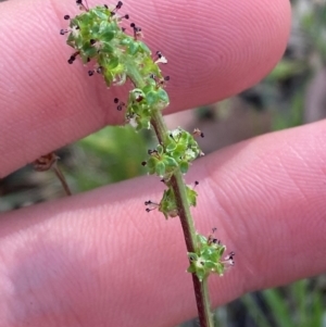 Acaena echinata at Illilanga & Baroona - suppressed