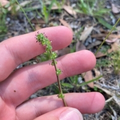 Acaena echinata at Illilanga & Baroona - 13 Jan 2024