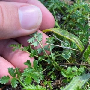 Acaena echinata at Illilanga & Baroona - suppressed