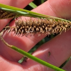 Carex sp. (A Sedge) at Illilanga & Baroona - 13 Jan 2024 by Tapirlord