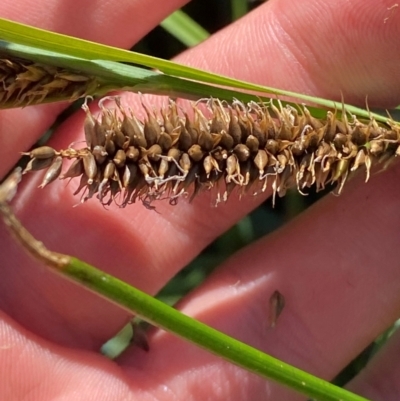 Carex sp. (A Sedge) at Michelago, NSW - 13 Jan 2024 by Tapirlord