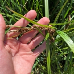 Carex sp. at Illilanga & Baroona - 13 Jan 2024