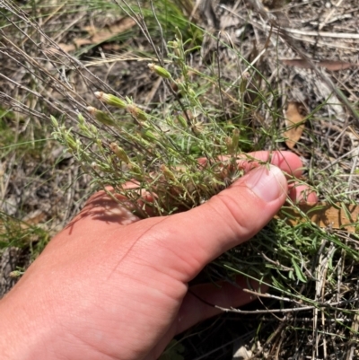 Vittadinia gracilis (New Holland Daisy) at Illilanga & Baroona - 13 Jan 2024 by Tapirlord