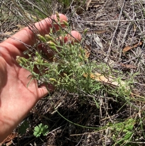 Vittadinia gracilis at Illilanga & Baroona - suppressed