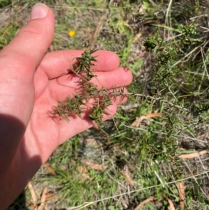 Acacia ulicifolia at Illilanga & Baroona - suppressed