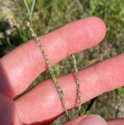 Digitaria brownii (Cotton Panic Grass) at Illilanga & Baroona - 13 Jan 2024 by Tapirlord