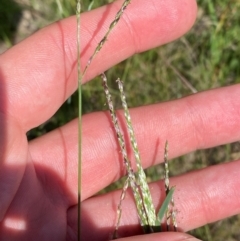 Digitaria brownii at Illilanga & Baroona - suppressed