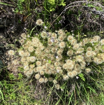 Vittadinia muelleri (Narrow-leafed New Holland Daisy) at Illilanga & Baroona - 12 Jan 2024 by Tapirlord