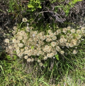 Vittadinia muelleri at Illilanga & Baroona - 13 Jan 2024