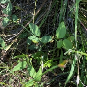 Glycine tabacina at Illilanga & Baroona - suppressed