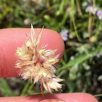 Rytidosperma carphoides (Short Wallaby Grass) at Illilanga & Baroona - 12 Jan 2024 by Tapirlord