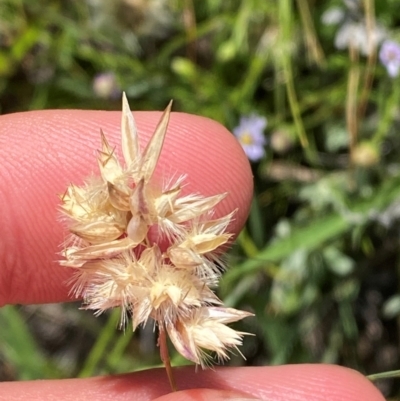 Rytidosperma carphoides (Short Wallaby Grass) at Illilanga & Baroona - 13 Jan 2024 by Tapirlord