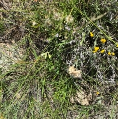 Rytidosperma carphoides at Illilanga & Baroona - 13 Jan 2024