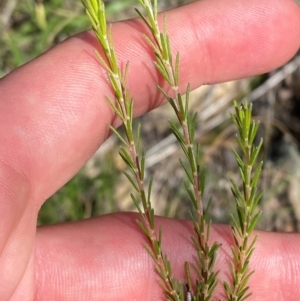 Dillwynia sericea at Illilanga & Baroona - 13 Jan 2024