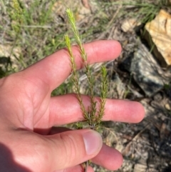 Dillwynia sericea at Illilanga & Baroona - 13 Jan 2024