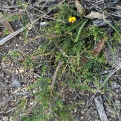 Bossiaea buxifolia (Matted Bossiaea) at Michelago, NSW - 12 Jan 2024 by Tapirlord