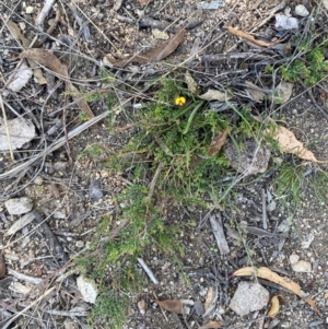 Bossiaea buxifolia at Illilanga & Baroona - suppressed