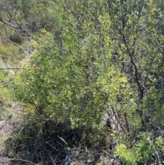 Cassinia quinquefaria (Rosemary Cassinia) at Michelago, NSW - 12 Jan 2024 by Tapirlord