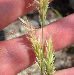 Enneapogon nigricans (Nine-awn Grass, Bottlewashers) at Michelago, NSW - 12 Jan 2024 by Tapirlord