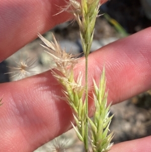 Enneapogon nigricans at Illilanga & Baroona - suppressed