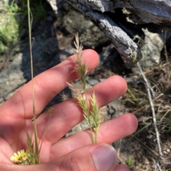 Enneapogon nigricans at Illilanga & Baroona - suppressed