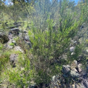 Dodonaea viscosa subsp. angustissima at Illilanga & Baroona - suppressed