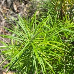 Cassinia longifolia (Shiny Cassinia, Cauliflower Bush) at Michelago, NSW - 12 Jan 2024 by Tapirlord