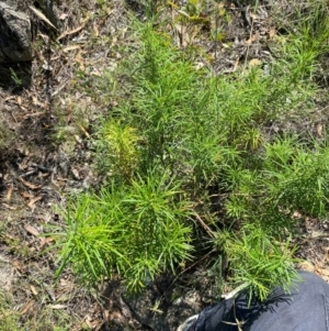 Cassinia longifolia at Illilanga & Baroona - 13 Jan 2024