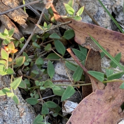 Einadia nutans subsp. nutans (Climbing Saltbush) at Michelago, NSW - 12 Jan 2024 by Tapirlord