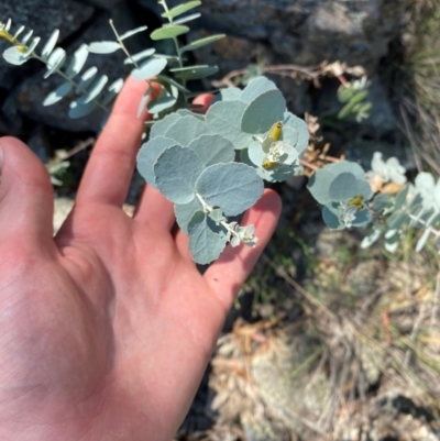 Eucalyptus bridgesiana (Apple Box) at Michelago, NSW - 12 Jan 2024 by Tapirlord