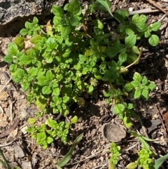 Dysphania pumilio (Small Crumbweed) at Michelago, NSW - 12 Jan 2024 by Tapirlord