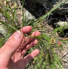 Glycine clandestina at Illilanga & Baroona - suppressed