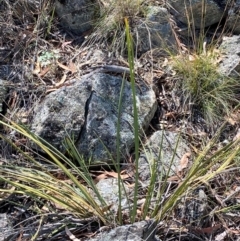 Lomandra multiflora (Many-flowered Matrush) at Illilanga & Baroona - 12 Jan 2024 by Tapirlord