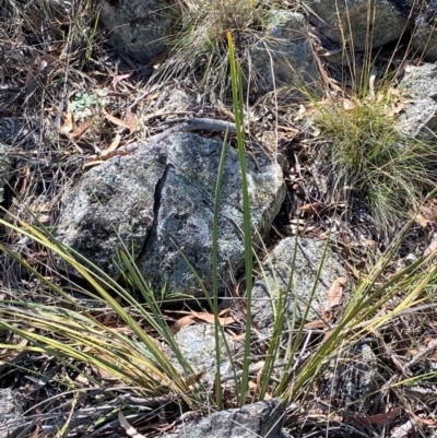 Lomandra multiflora (Many-flowered Matrush) at Illilanga & Baroona - 12 Jan 2024 by Tapirlord