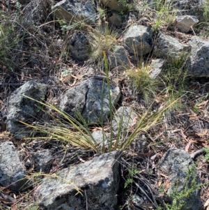 Lomandra multiflora at Illilanga & Baroona - 13 Jan 2024