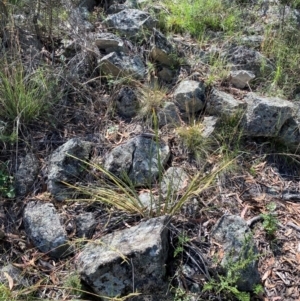 Lomandra multiflora at Illilanga & Baroona - 13 Jan 2024