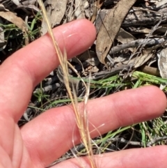 Austrostipa scabra (Corkscrew Grass, Slender Speargrass) at Illilanga & Baroona - 12 Jan 2024 by Tapirlord