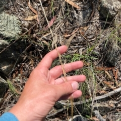 Austrostipa scabra at Illilanga & Baroona - suppressed