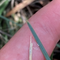 Lomandra bracteata (Small Matrush) at Illilanga & Baroona - 12 Jan 2024 by Tapirlord