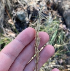 Rytidosperma pallidum (Red-anther Wallaby Grass) at Illilanga & Baroona - 12 Jan 2024 by Tapirlord