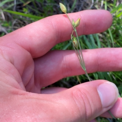 Hypericum gramineum (Small St Johns Wort) at Illilanga & Baroona - 12 Jan 2024 by Tapirlord