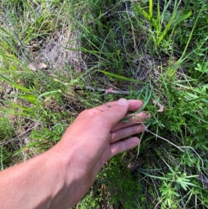 Hypericum gramineum at Illilanga & Baroona - suppressed