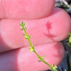 Galium gaudichaudii subsp. gaudichaudii (Rough Bedstraw) at Michelago, NSW - 12 Jan 2024 by Tapirlord