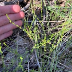 Galium gaudichaudii subsp. gaudichaudii at Illilanga & Baroona - suppressed