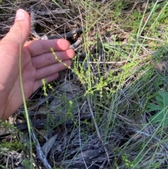 Galium gaudichaudii subsp. gaudichaudii at Illilanga & Baroona - suppressed