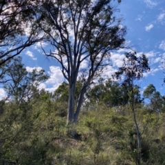 Eucalyptus rossii (Inland Scribbly Gum) at Illilanga & Baroona - 12 Jan 2024 by Tapirlord