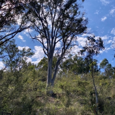 Eucalyptus rossii (Inland Scribbly Gum) at Michelago, NSW - 12 Jan 2024 by Tapirlord